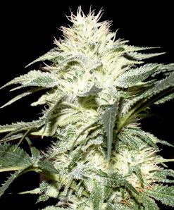 white widow cannabis pics