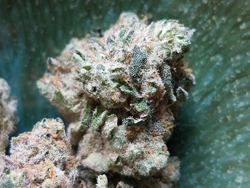 zkittlez cannabis pics