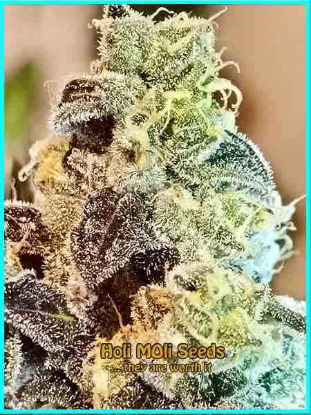 3 kings cannabis strain photo