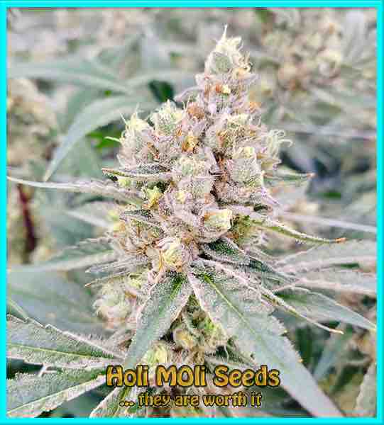 5 Alive cannabis strain photo