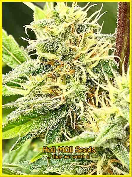 60 Day Wonder cannabis strain photo