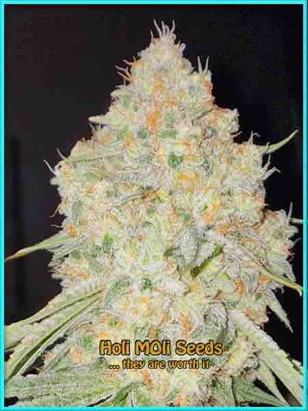 Acapulco Gold cannabis strain photo