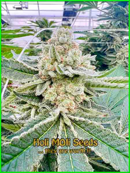 Acid Diesel cannabis strain photo