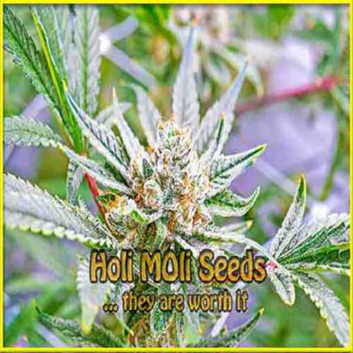 Afghan Cookies cannabis strain photo