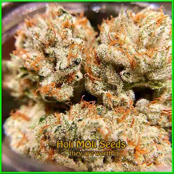 Afghan Haze cannabis strain photo