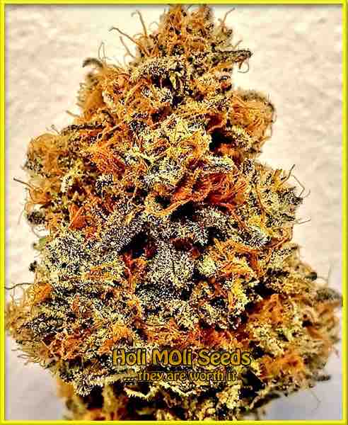 Afghan cannabis strain photo