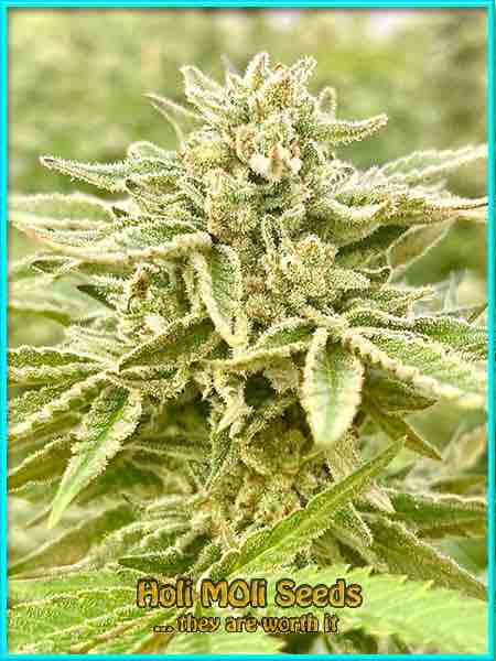 Afghani Hawaiian X Laos X Jamaica cannabis strain photo