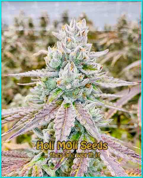 AK Durban Poison cannabis strain photo