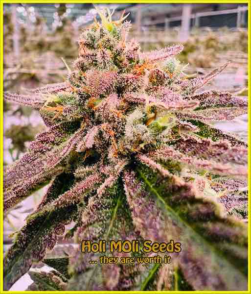 Alien Technology cannabis strain photo