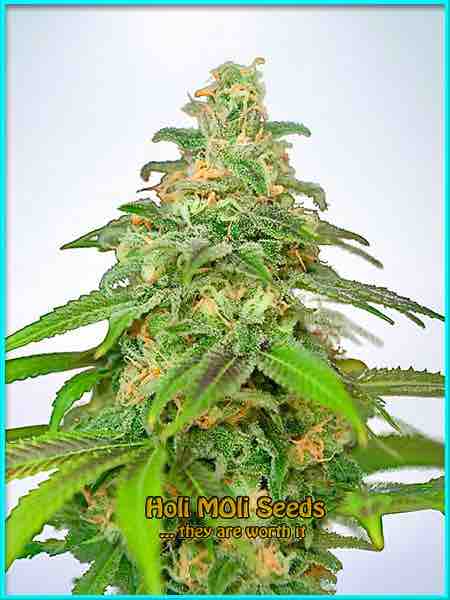 American Haze cannabis strain photo