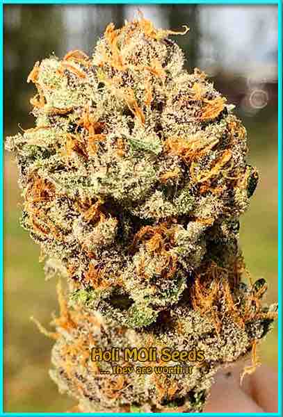 Amnesia Haze cannabis strain photo