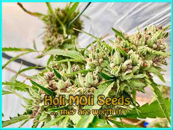 Amnesia Kush cannabis strain photo