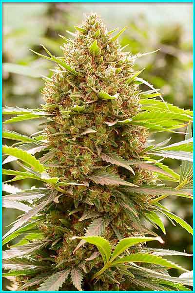 Amnesia cannabis strain photo