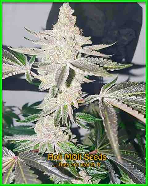 photo of apple-fritter feminized cannabis bud