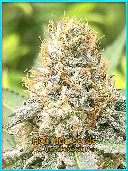 Apple Jack cannabis strain photo