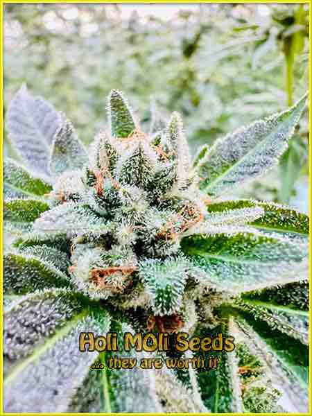 Asian Dream cannabis strain photo