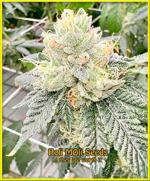 Aurora Indica cannabis strain photo