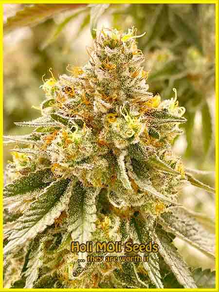 Badazz Cheese cannabis strain photo