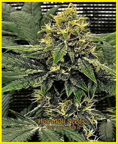Badazz Rolex cannabis strain photo