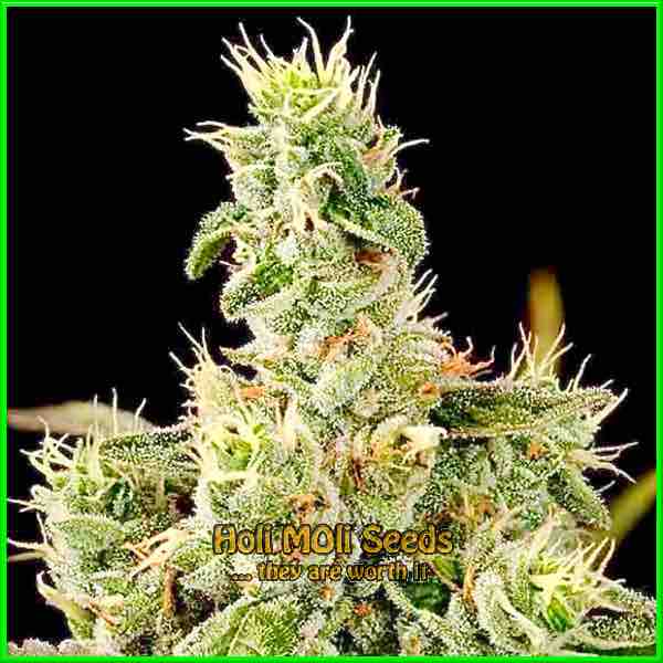 Banana OG cannabis strain photo