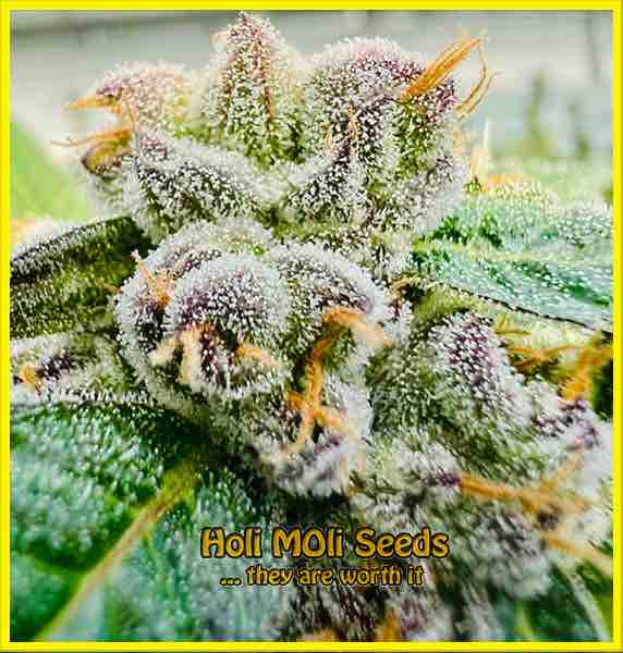 Banana Punch cannabis strain photo