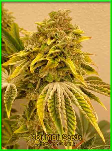Big Momma cannabis strain photo