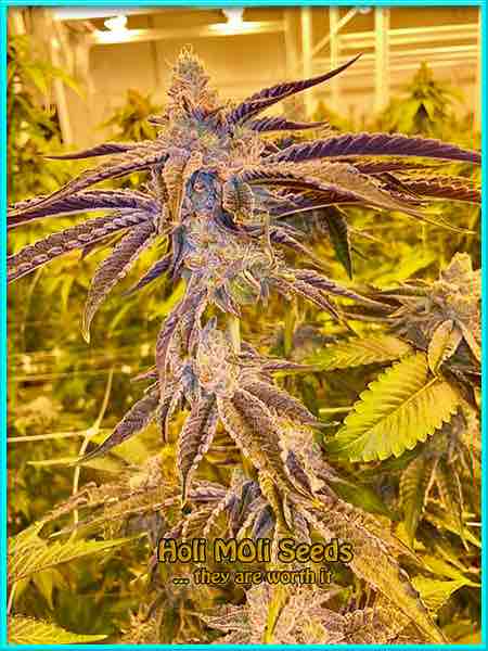 black princess cannabis strain photo
