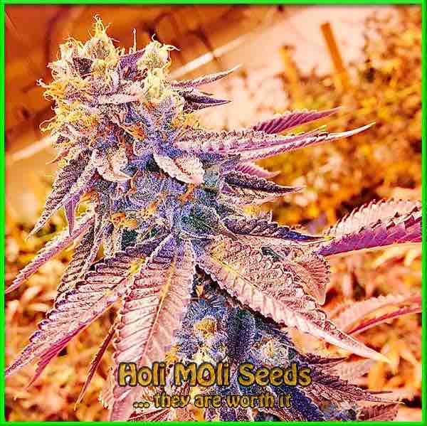 Blackberry Kush cannabis strain photo
