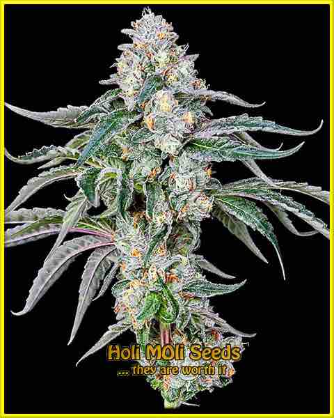 Blue Cheese cannabis strain photo