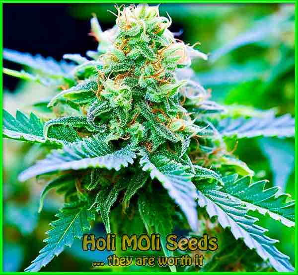 Blue Diesel cannabis strain photo