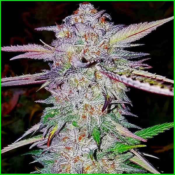 Blue Runtz cannabis strain photo