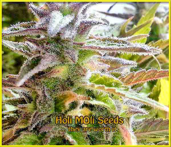 Blueberry CBD