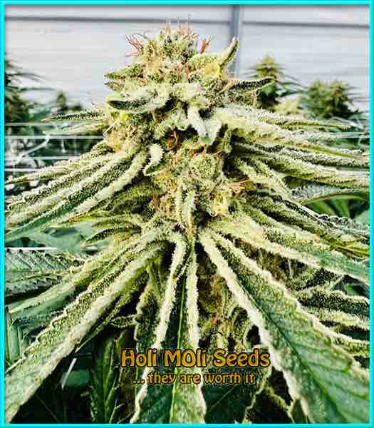 Bruce Banner 2.0 cannabis strain photo