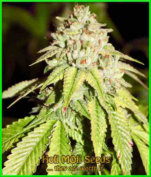 Cali OG cannabis strain photo