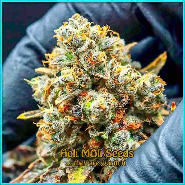 California Orange Skunk cannabis strain photo