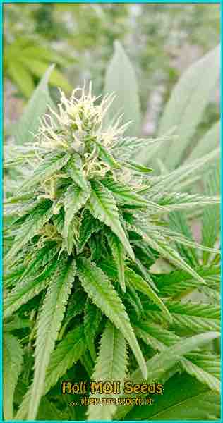 Candy Punch cannabis strain photo