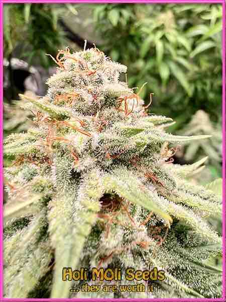 24k gold cannabis strain photo