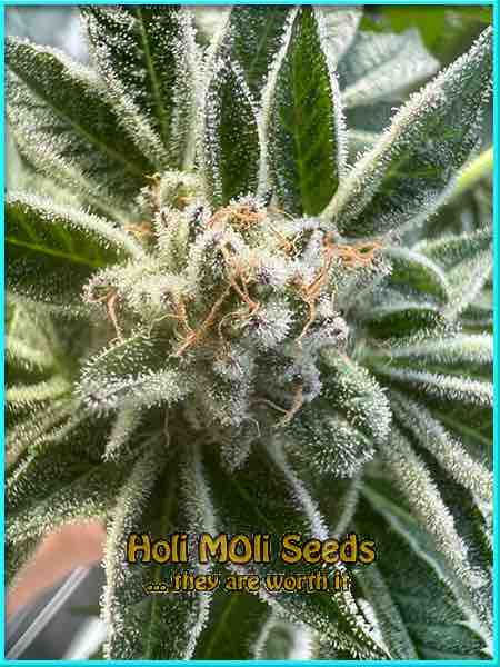 Cat Piss cannabis strain photo