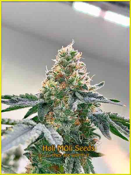 Cement Shoes cannabis strain photo