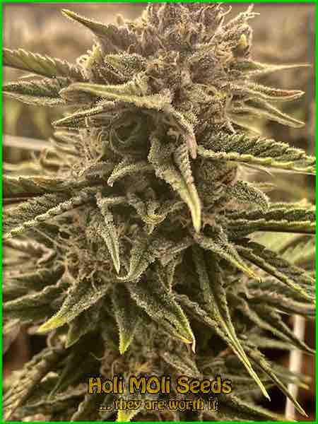 Cereal Milk cannabis strain photo
