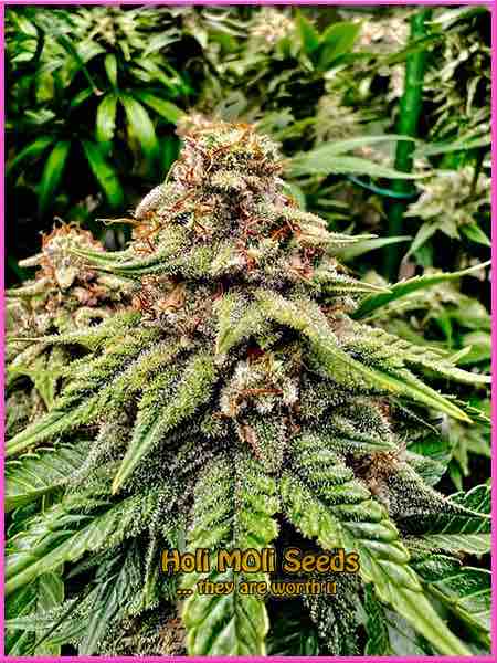 Charlotte's Web cannabis strain photo
