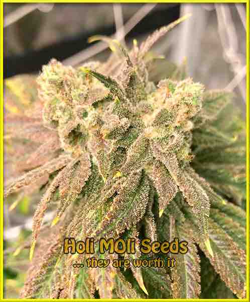Cheese cannabis strain photo