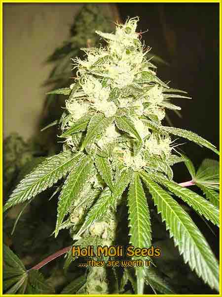 Chemdawg #4 cannabis strain photo