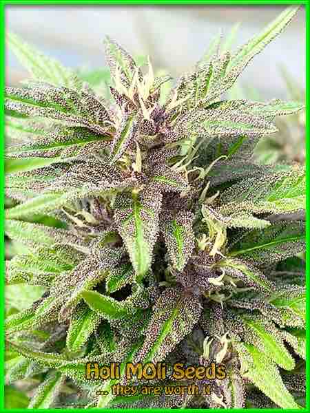 Cherry AK cannabis strain photo