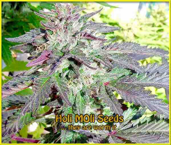 Cherry Pie cannabis strain photo