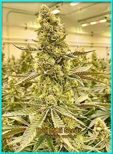Chocolate Fondue cannabis strain photo