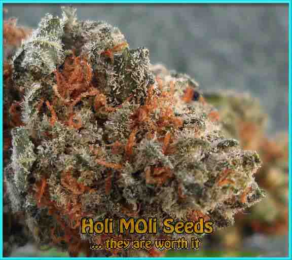 chocolate strawberry thai cannabis strain photo