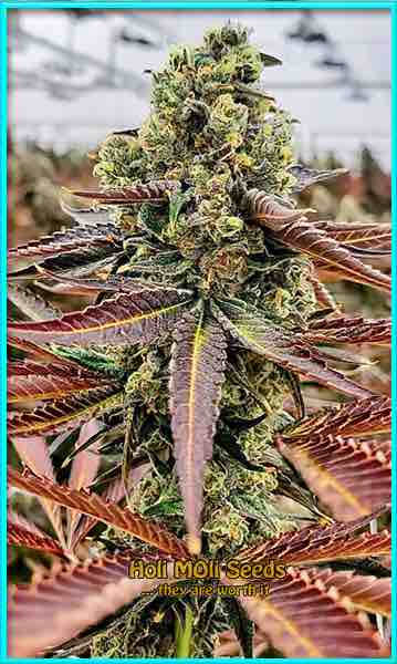 Chocolazte Thai cannabis strain photo