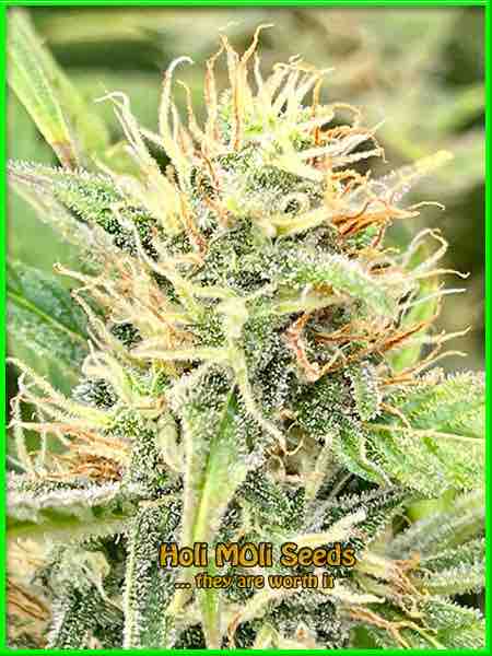 Chronic Widow cannabis strain photo