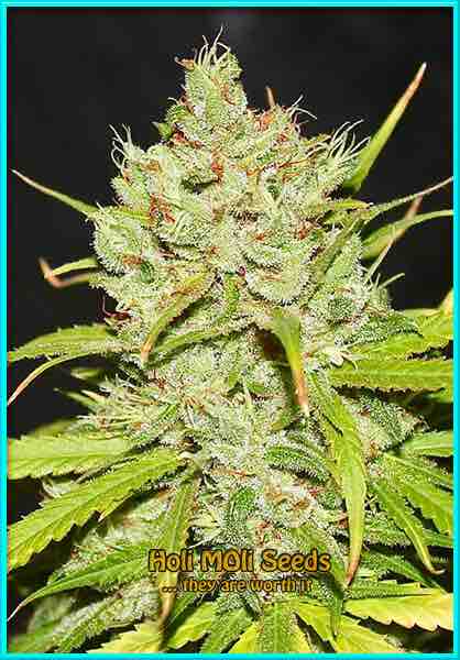 Cinderella 99 cannabis strain photo